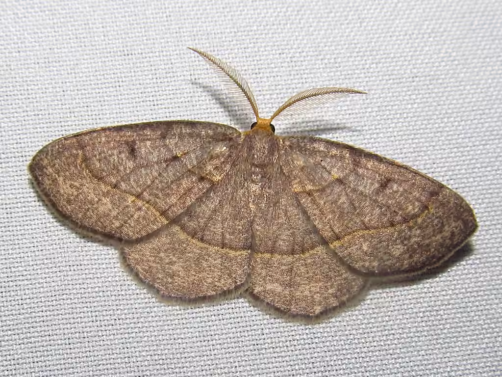 Curved-lined Looper Moth, Adulte