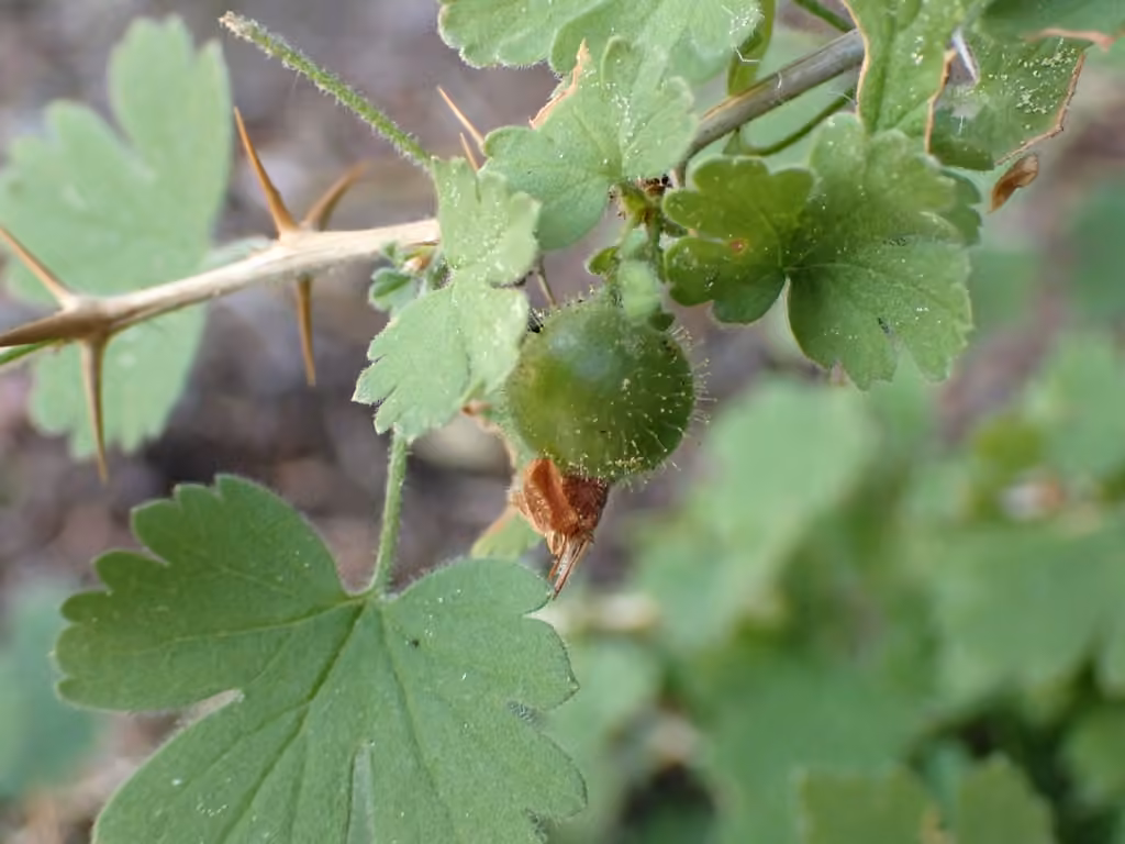 European gooseberry, In fruit
