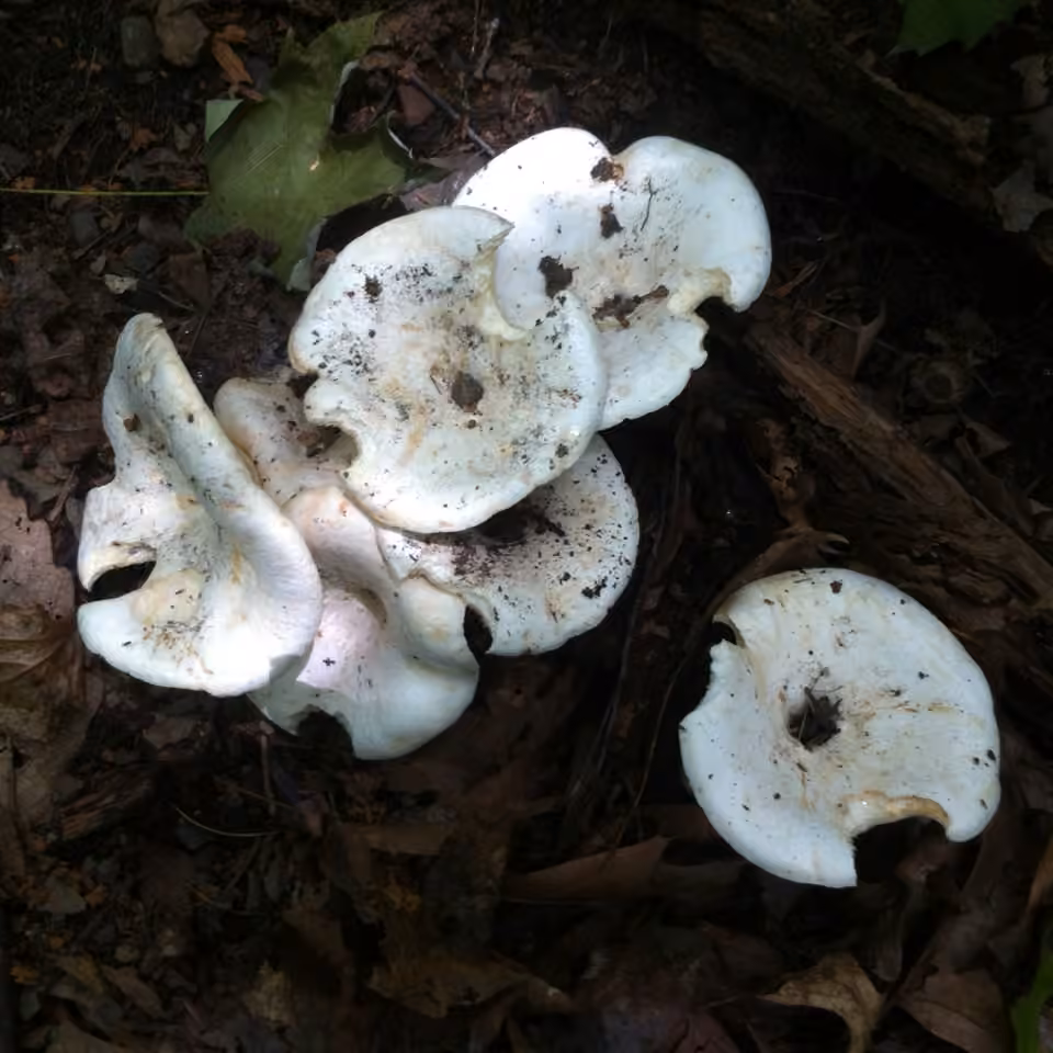 Lactaire poivré, photo 1 sur 5