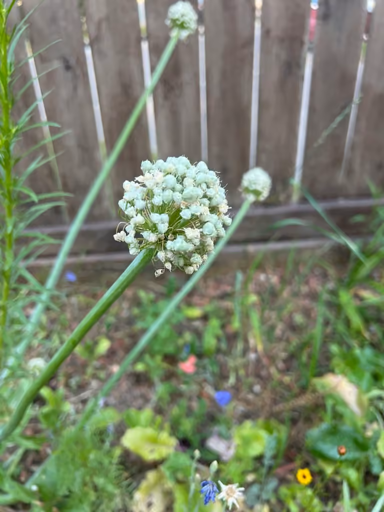 Garden onion, In fruit