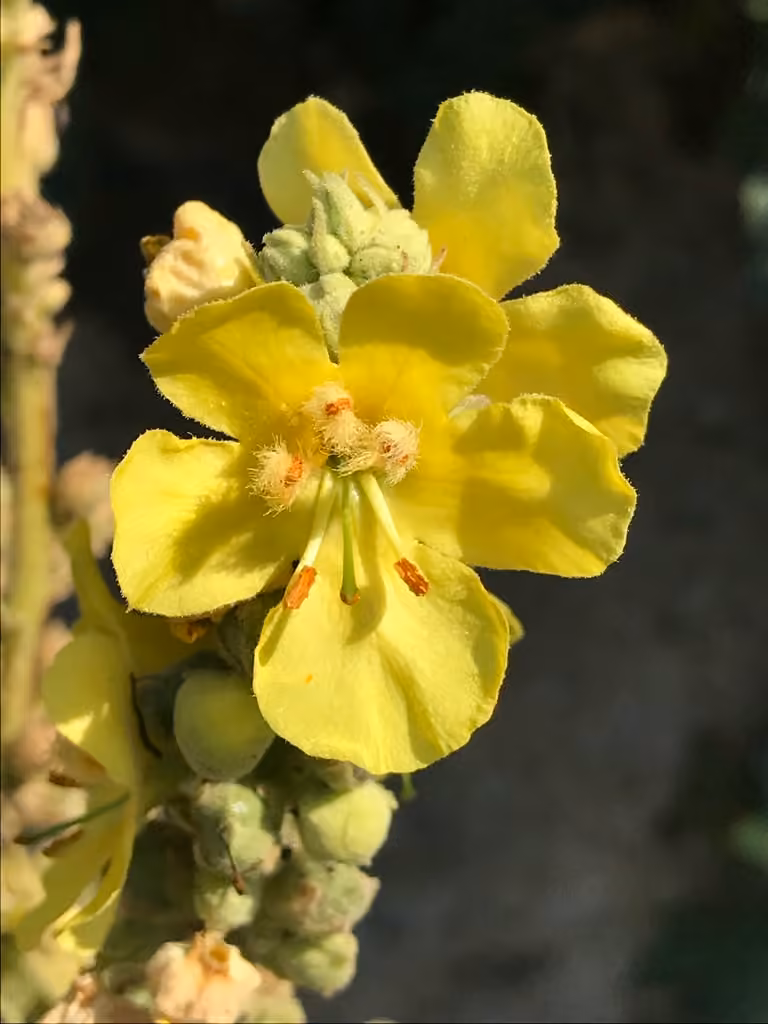 Denseflower mullein, photo 1 of 5