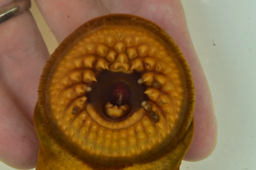 Sea Lamprey, photo 3 of 5