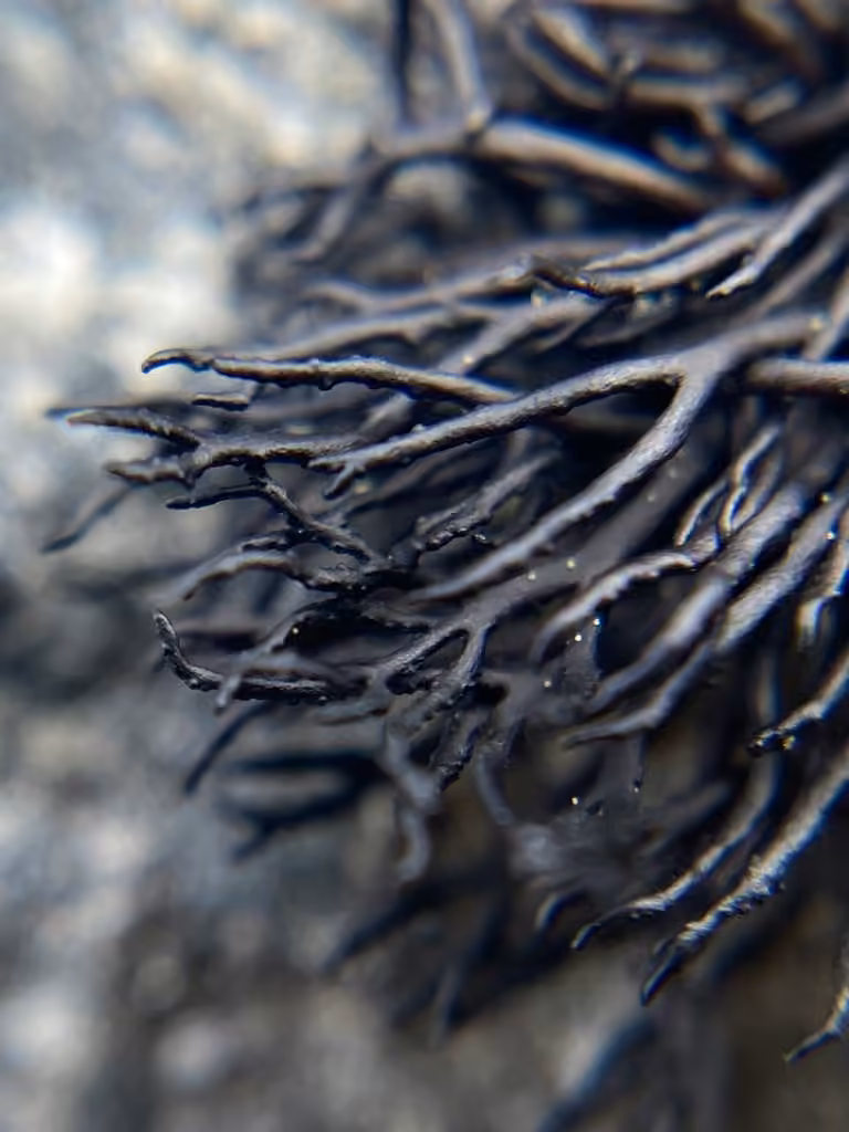 Bootstrap lichen, photo 1 of 5