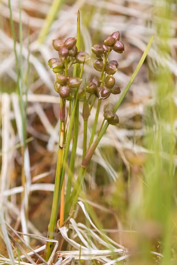Scheuchzérie des marais