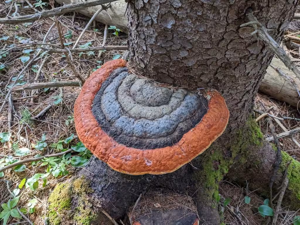 Polypore de Mounce
