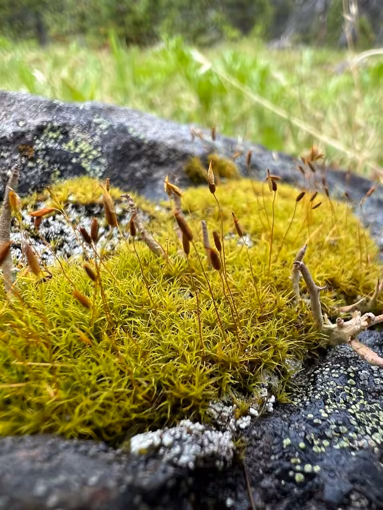Mountain Pincushion, photo 1 of 5