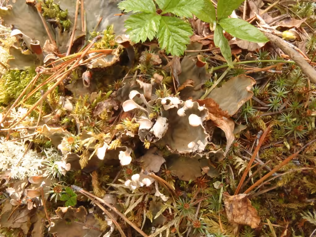 Felt lichen, photo 2 of 5