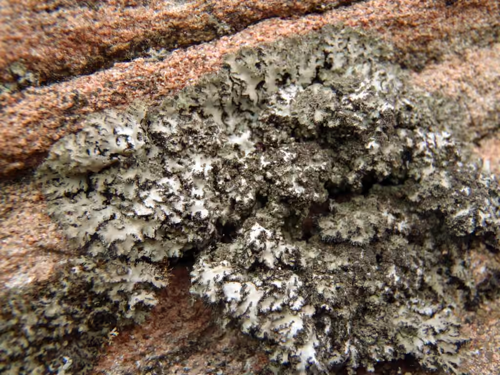 Phéophyscie hispide, photo 2 sur 5