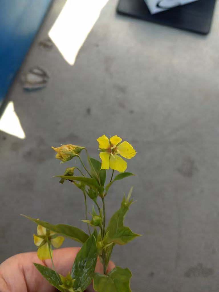 Lysimaque ciliée, En fruits