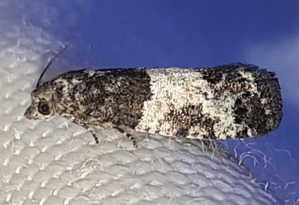 Larch-bud Moth, photo 3 sur 5