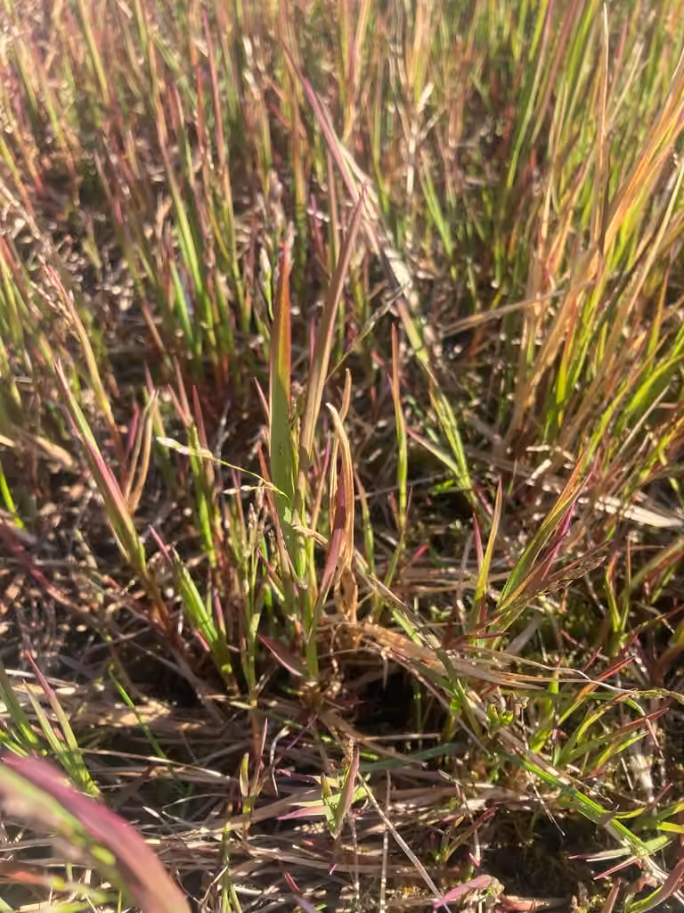 Pendantgrass, photo 2 of 5