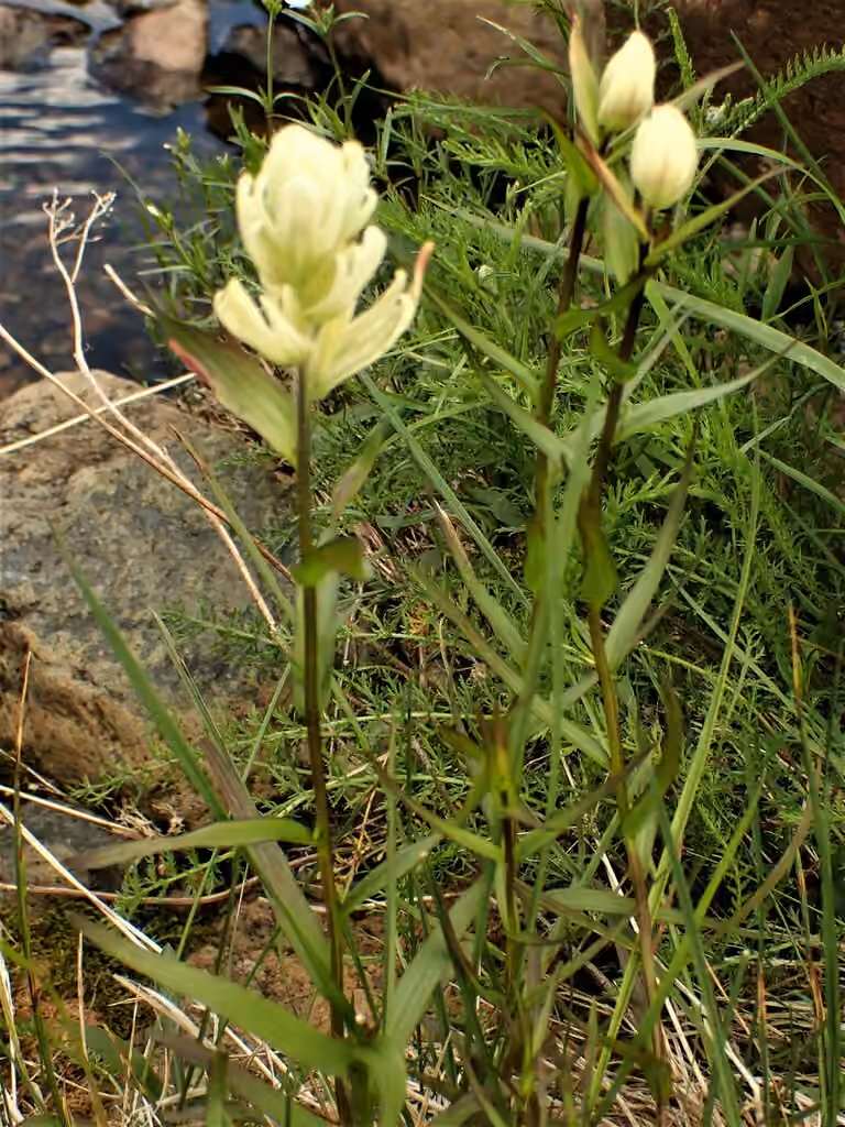 Castilléjie septentrionale