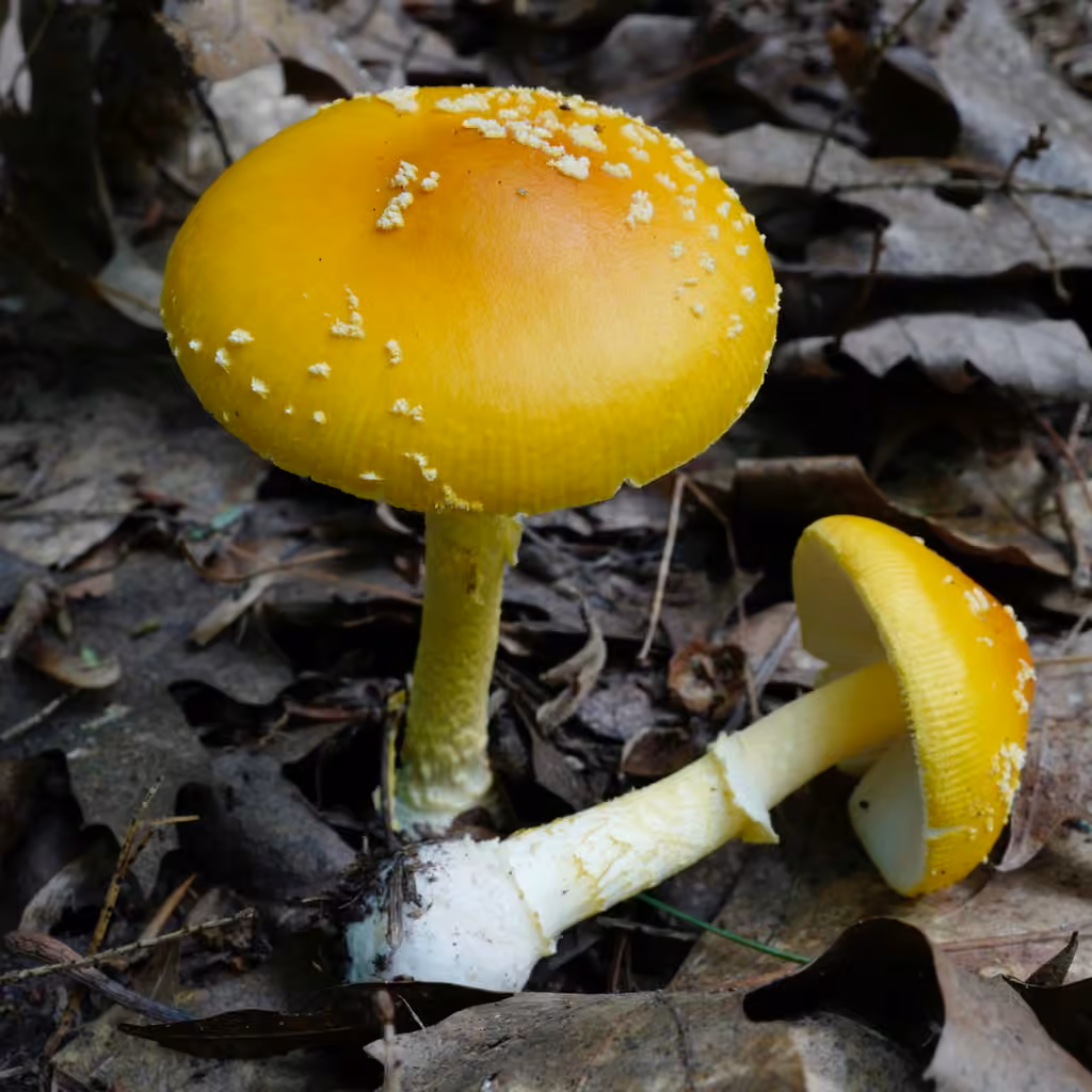Amanite de Frost, photo 2 sur 5