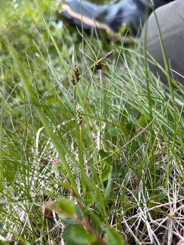 Variegated sedge, In flower