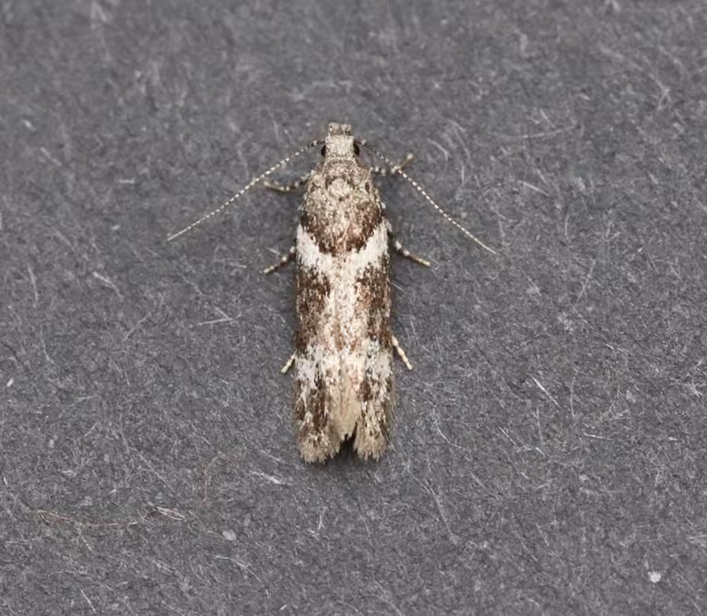 Neotelphusa praefixa, photo 1 sur 5