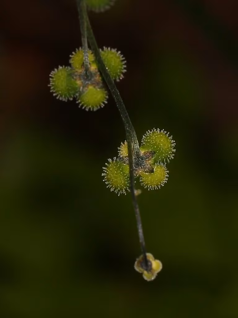 Cynoglosse boréale, En fruits