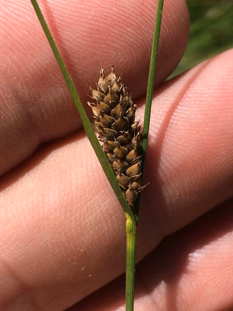 Woolly-fruit sedge, photo 3 of 5