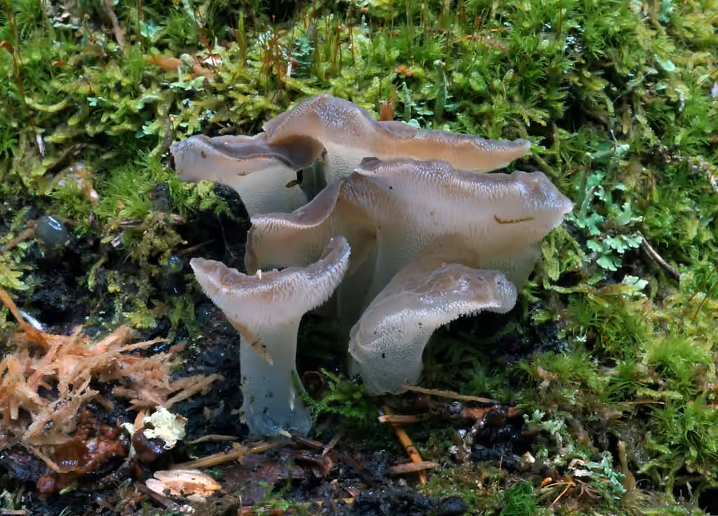 Jelly Tooth, photo 3 of 5