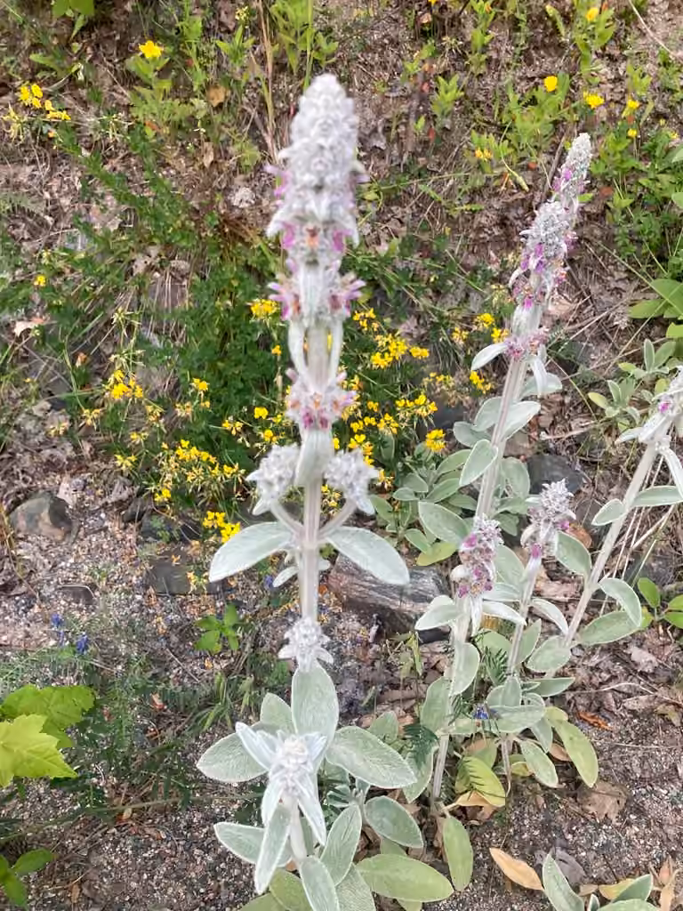 Woolly hedgenettle, In flower