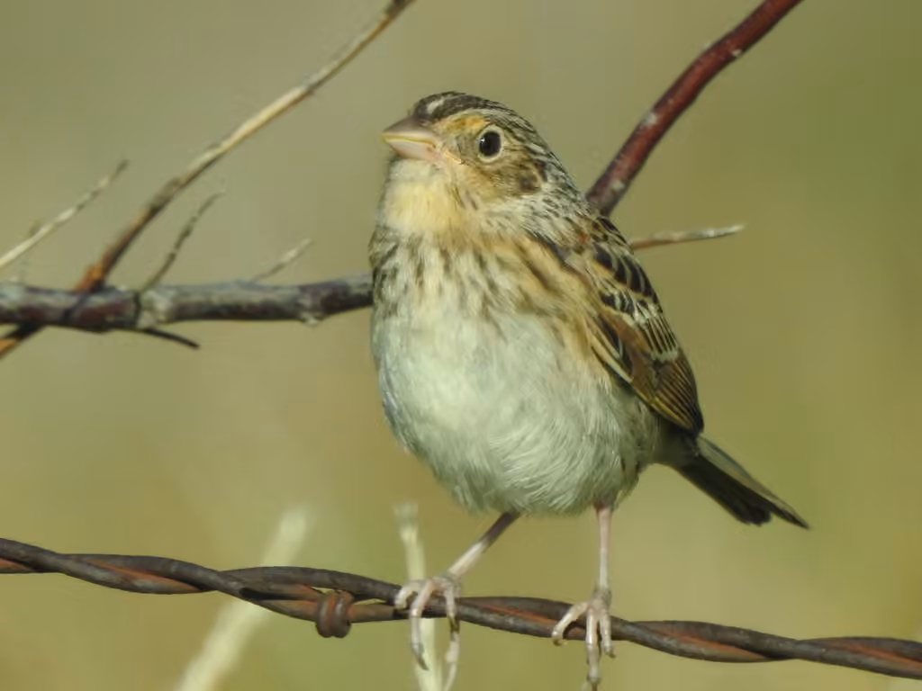 Grasshopper Sparrow, Juvenile
