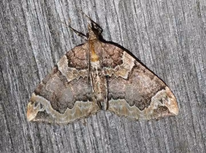 Serrated Eulithis Moth
