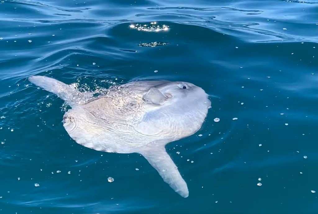 Môle