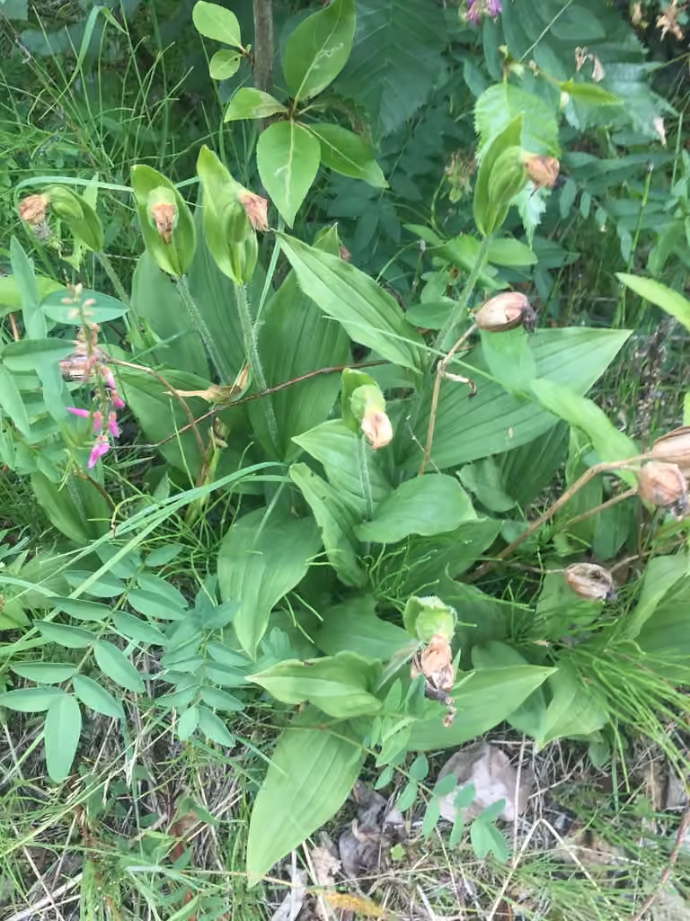 Sparrowegg lady's slipper, In fruit