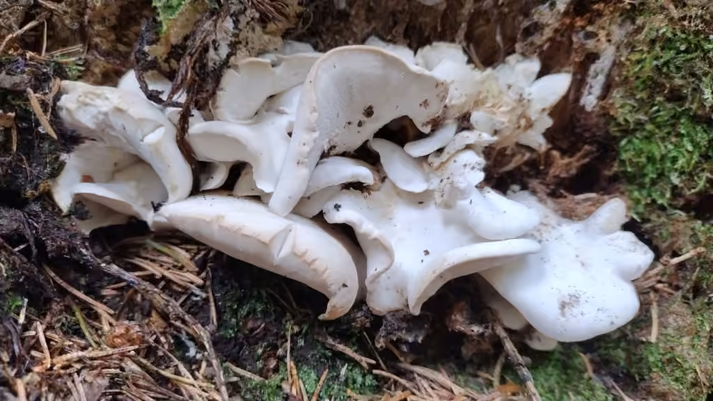 Polypore osseux, photo 3 sur 5