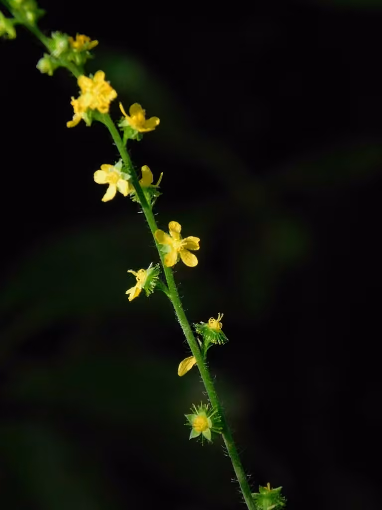 Tall hairy agrimony, In flower