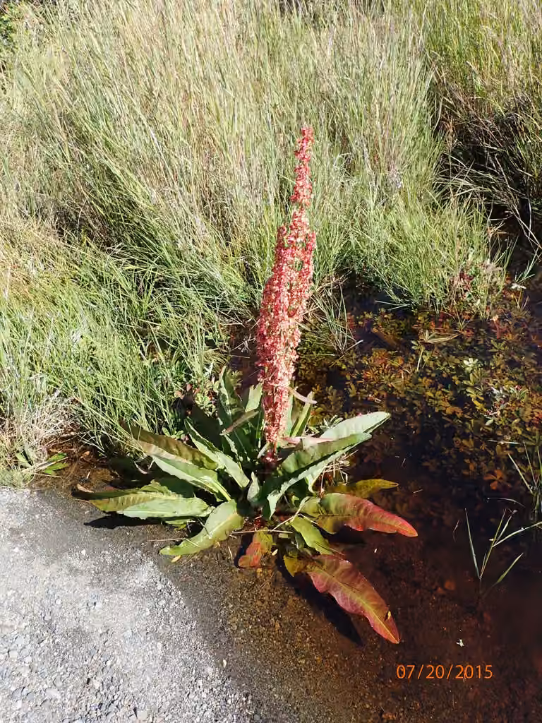 Western dock, In flower