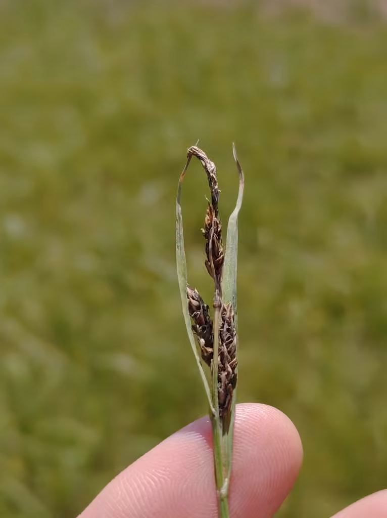 Carex salin, photo 1 sur 5