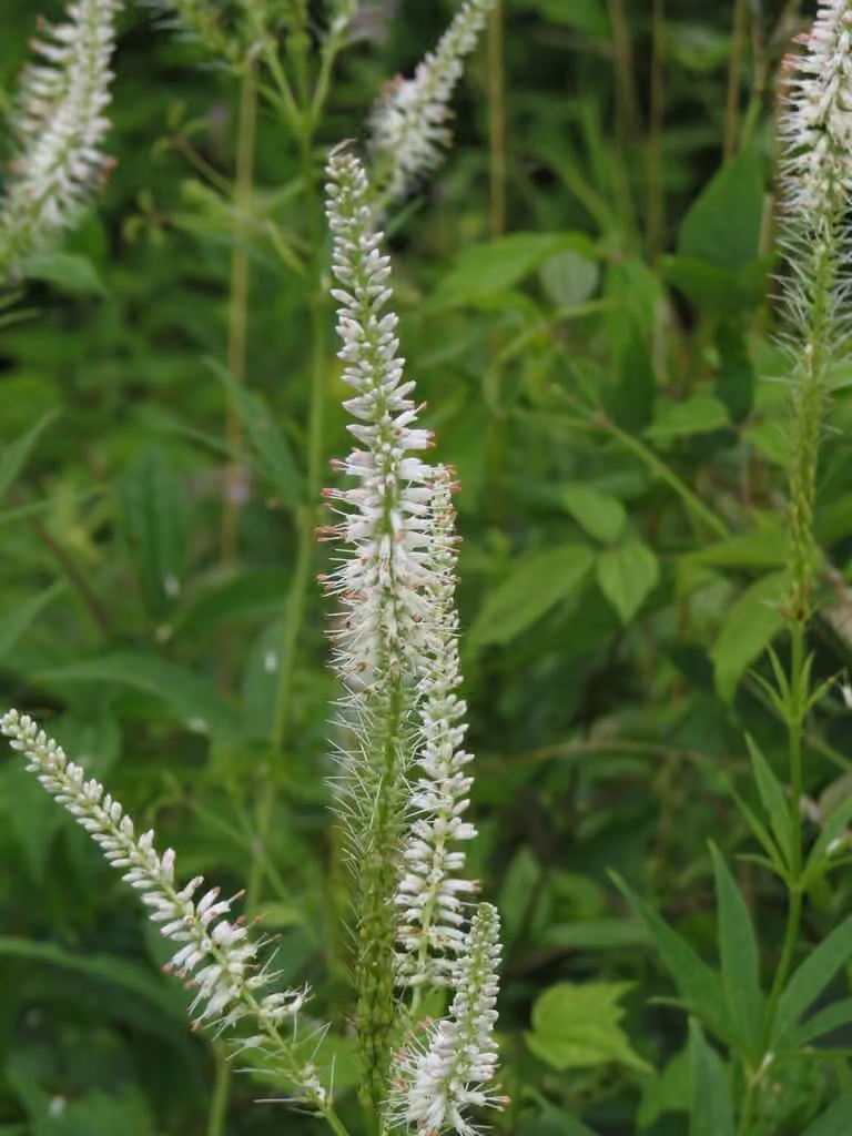 Véronique de Virgine, En fleurs
