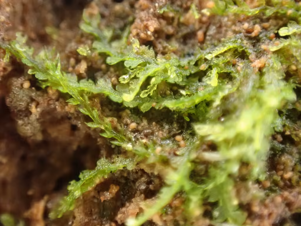 Blunt Pincerwort, photo 3 of 5