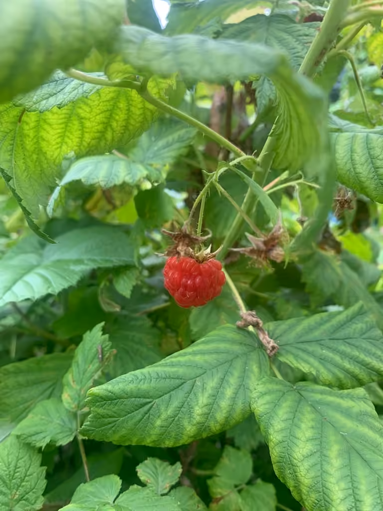 Framboisier rouge, En fruits