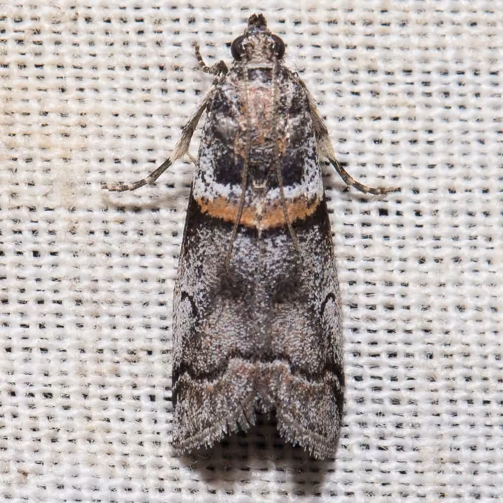 Tricolored Acrobasis Moth, Adulte