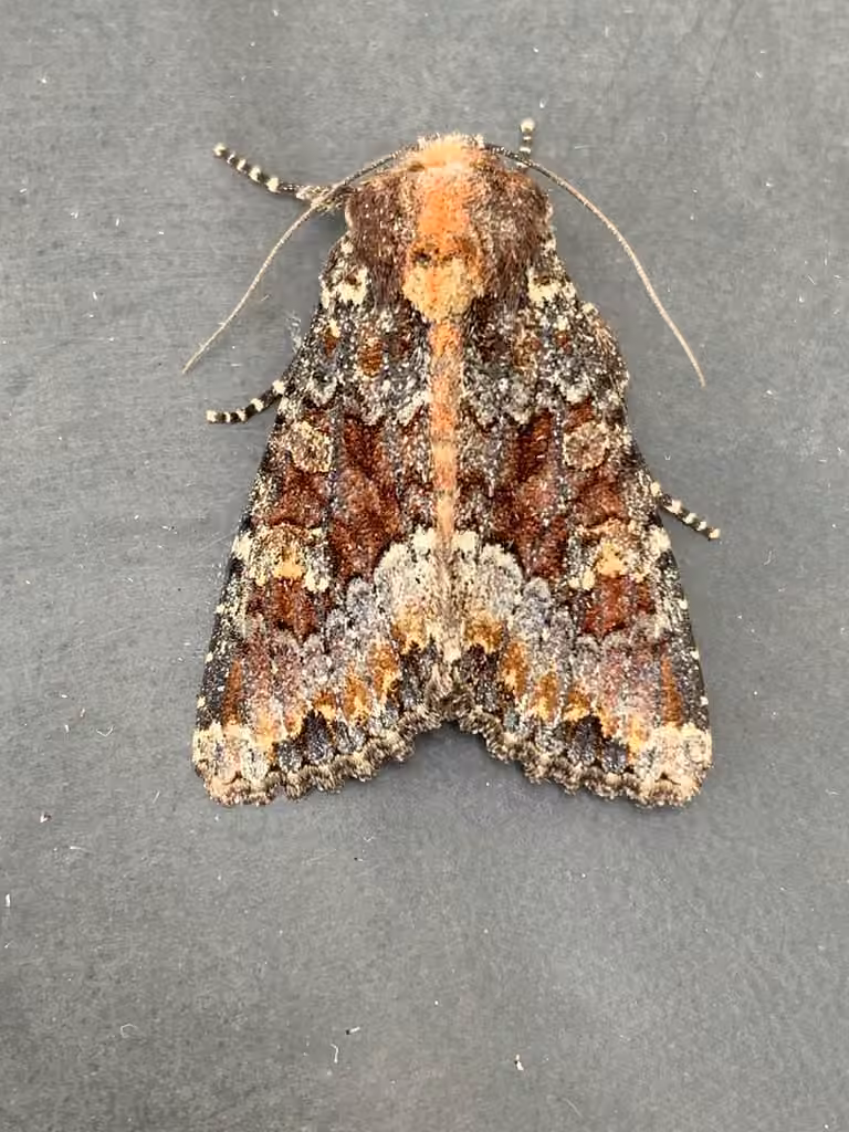 Yellow-headed Cutworm Moth, Adult