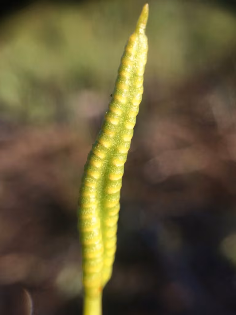 Ophioglosse nain, photo 3 sur 5