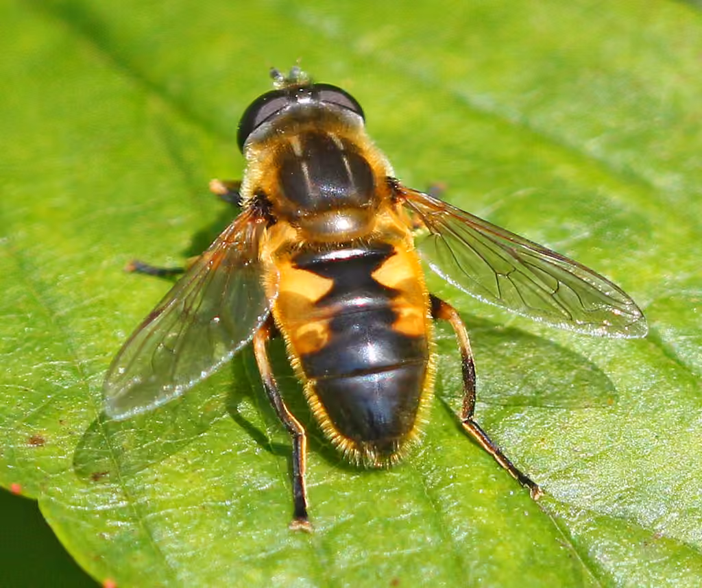 Yellow-margined Marsh Fly, photo 3 of 5