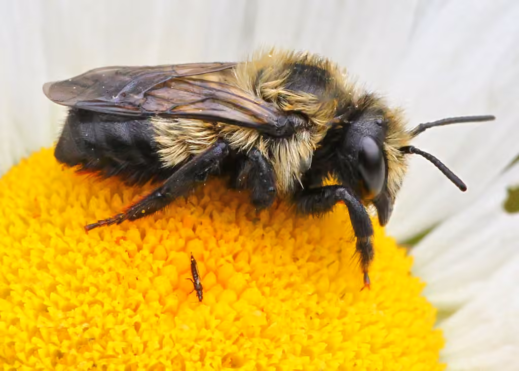 Black-and-gray Leafcutter Bee, Female
