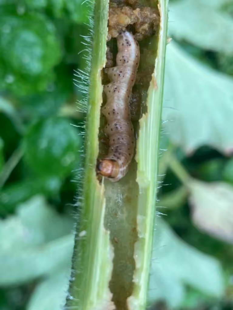 Harris’ Stalk Borer Moth, Chenille