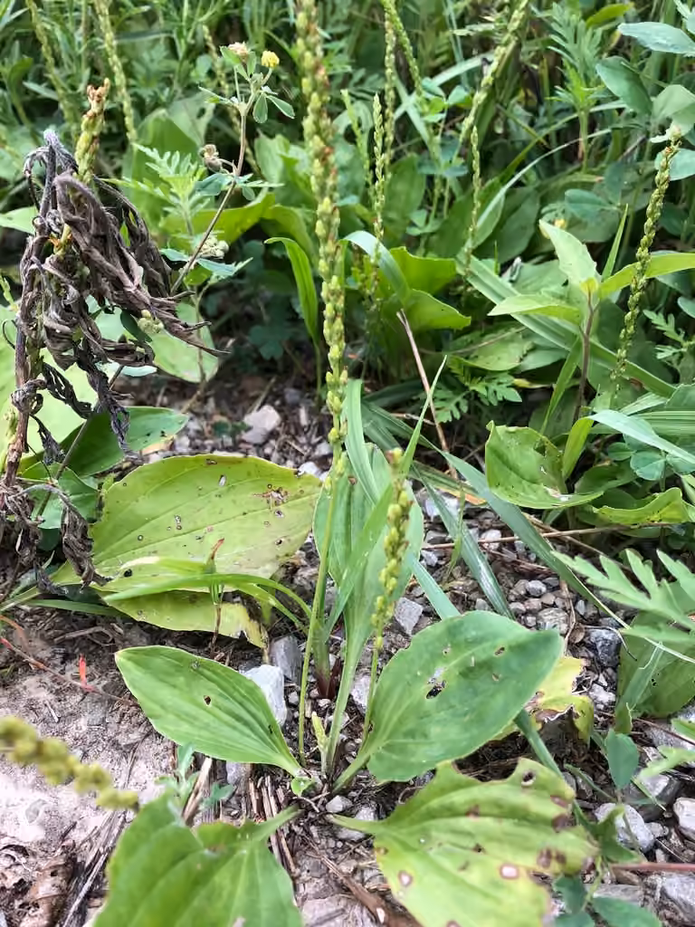 Plantain majeur, En boutons