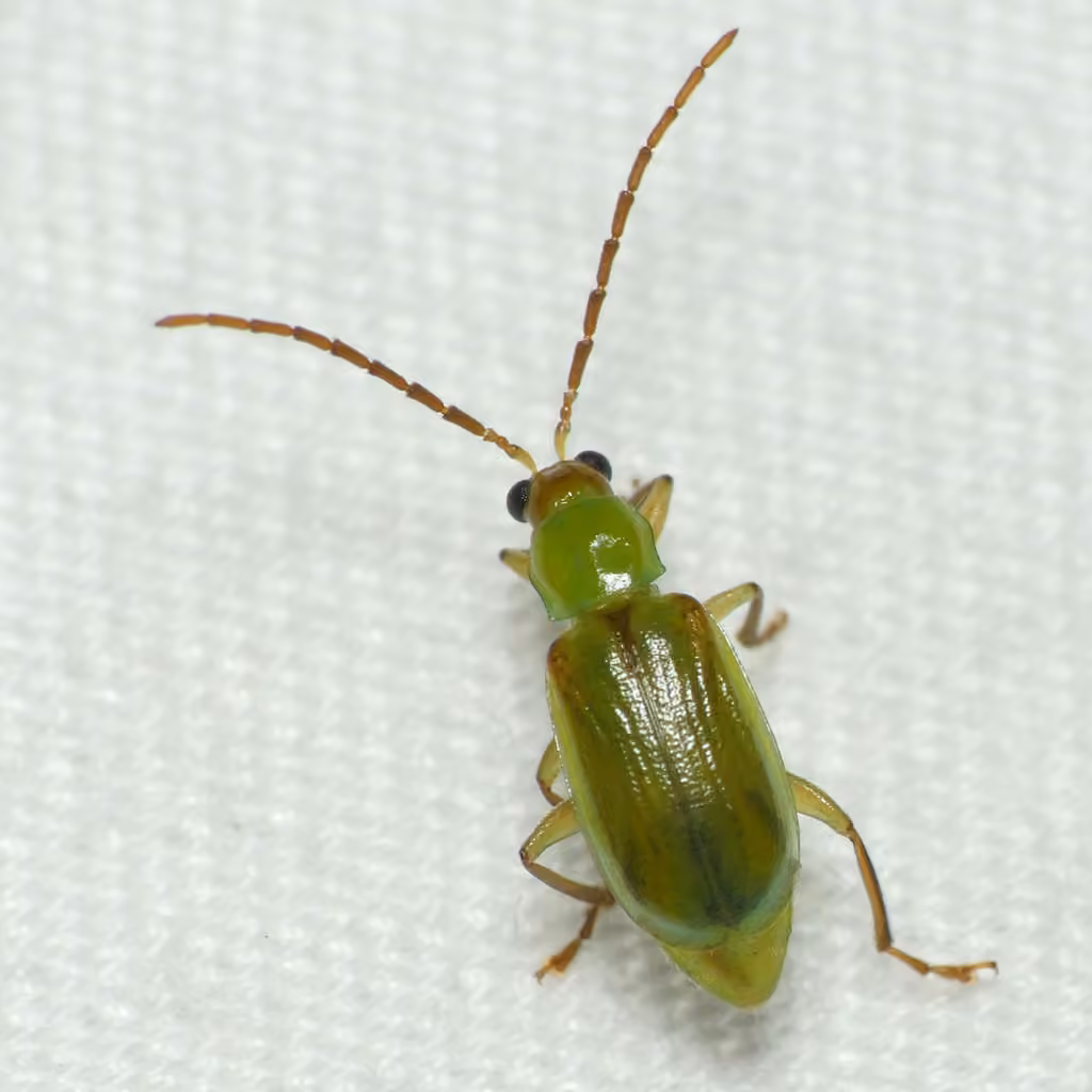 northern corn rootworm, Adult