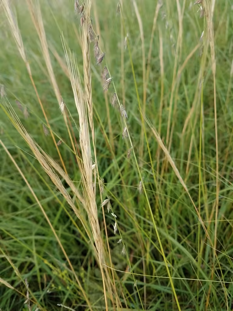Slender wheatgrass, In fruit
