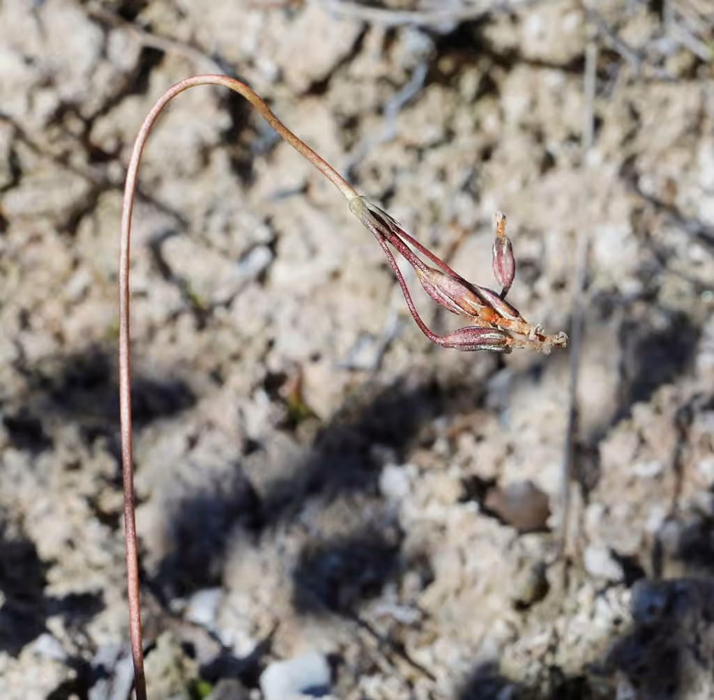 Greenland primrose, In fruit