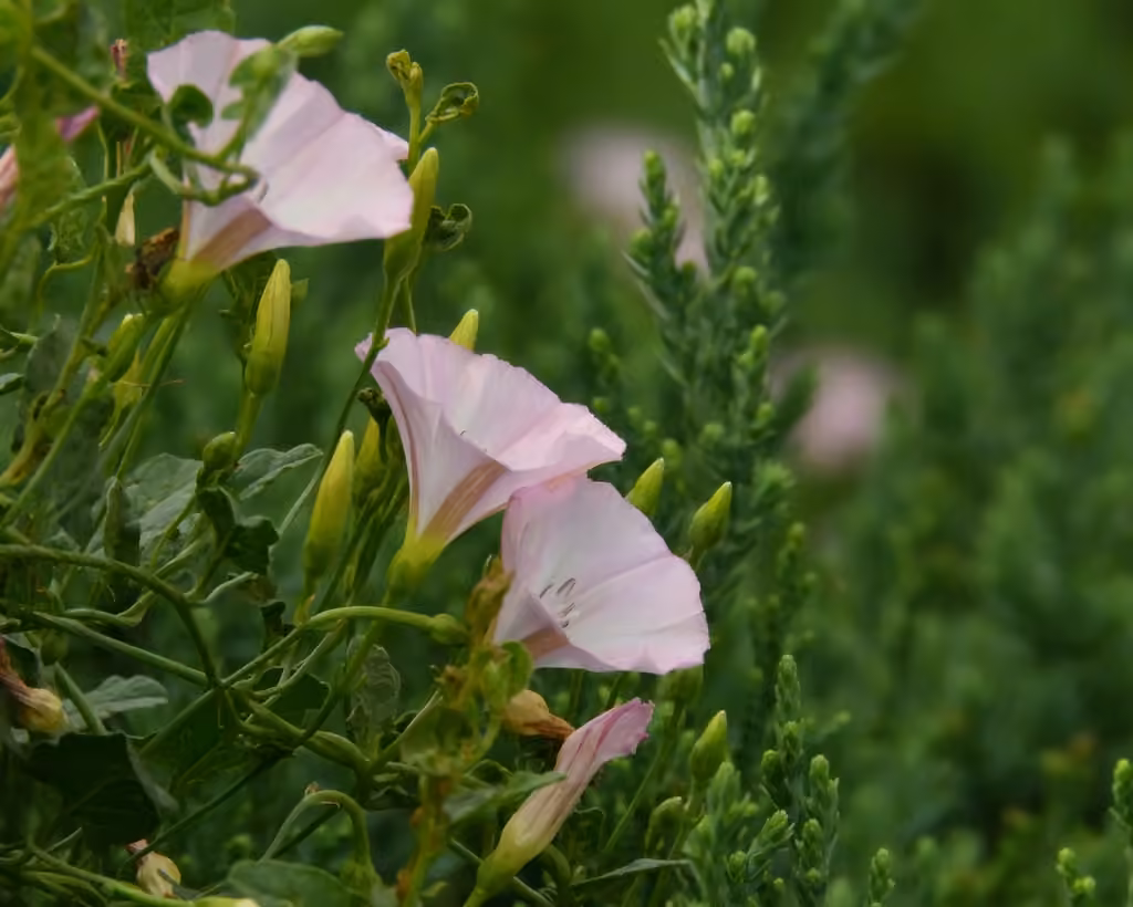 Liseron des champs, En fleurs