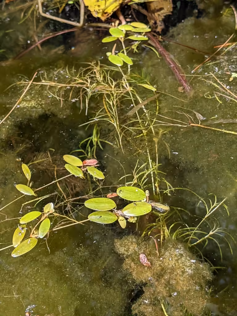 Spiral pondweed, photo 1 of 5