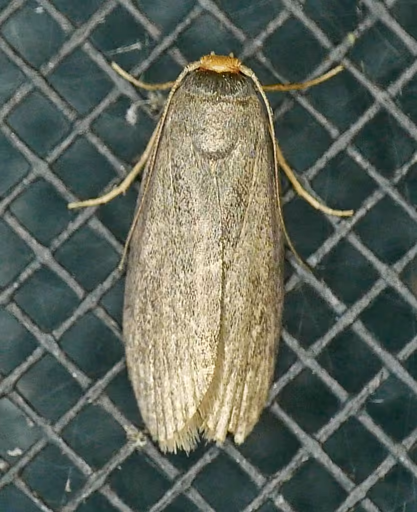 Lesser Wax Moth, Adult