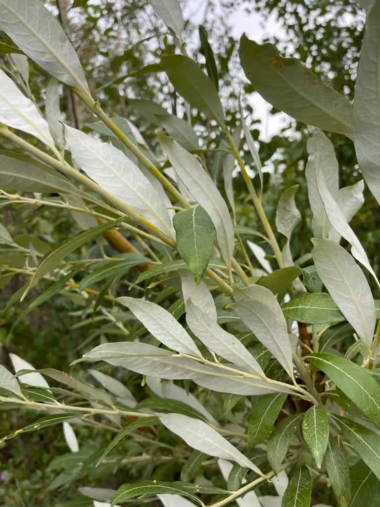 Feltleaf willow, photo 1 of 5