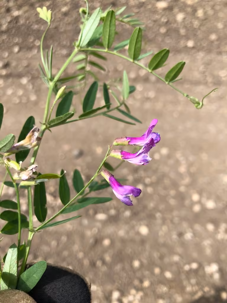 American vetch, photo 3 of 5