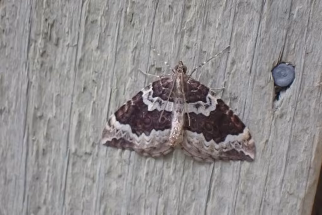 Variable Eulithis, Adult